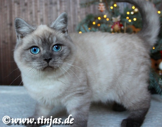 eine sehr ausgefallene Farbe : seal smoke point